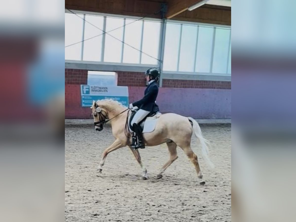 Deutsches Reitpony Wallach 11 Jahre 146 cm Palomino in Lippstadt