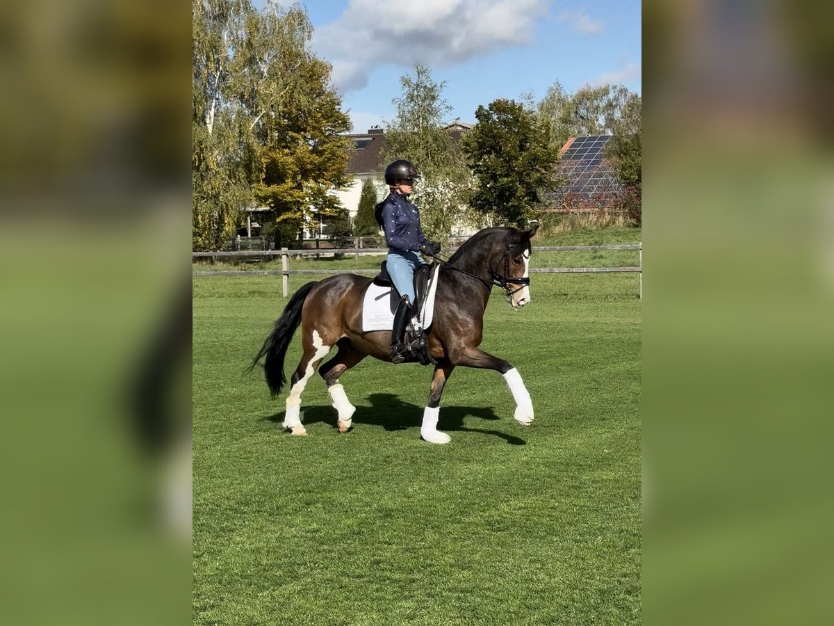 Deutsches Reitpony, Wallach in Salgen