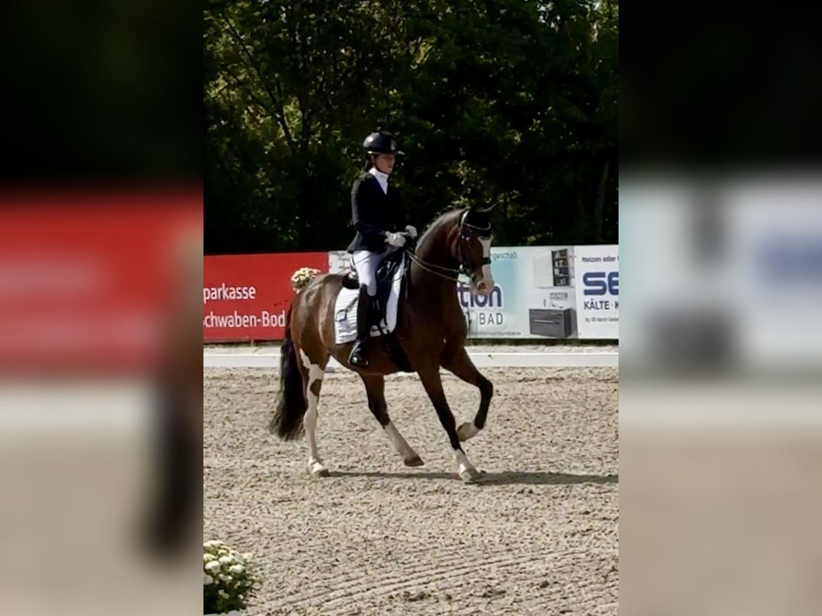 Deutsches Reitpony, Wallach in Salgen