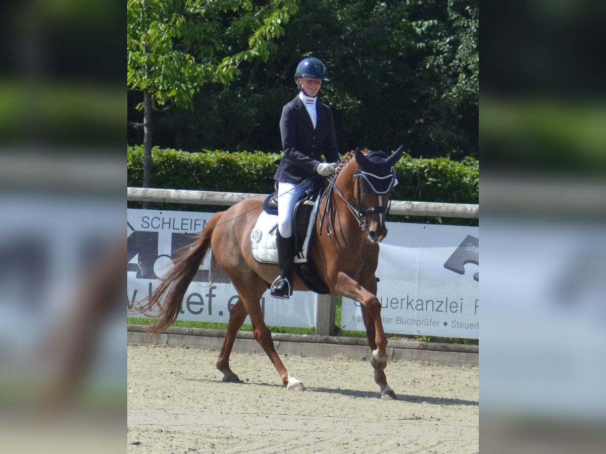 Deutsches Reitpony Wallach 11 Jahre 147 cm Fuchs in Lengerich
