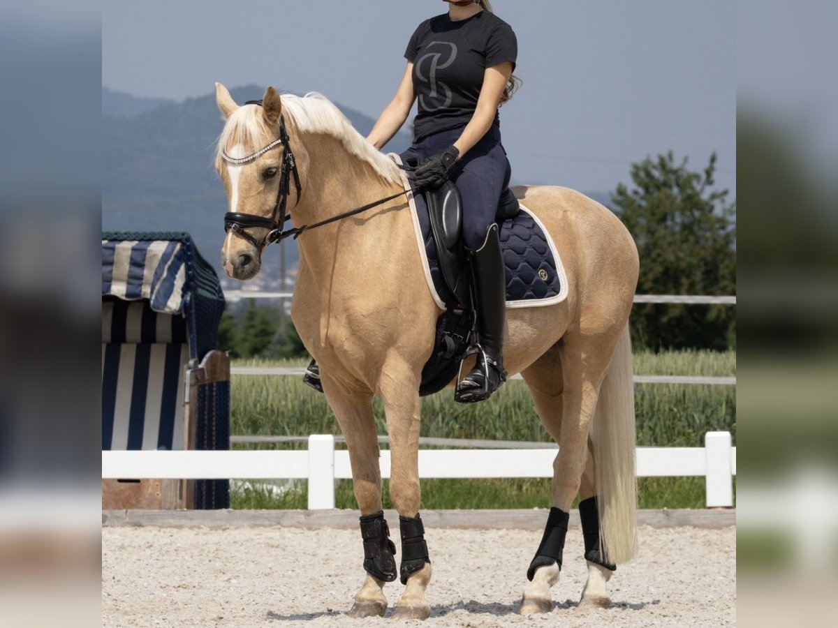 Deutsches Reitpony Wallach 11 Jahre 147 cm Palomino in Roggwil BE