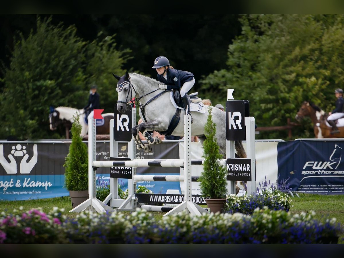 Deutsches Reitpony Wallach 11 Jahre 147 cm Schimmel in Heeslingen