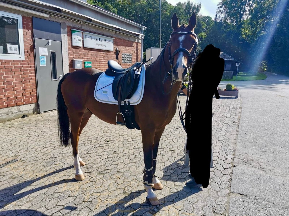 Deutsches Reitpony Wallach 11 Jahre 148 cm Brauner in Blomberg