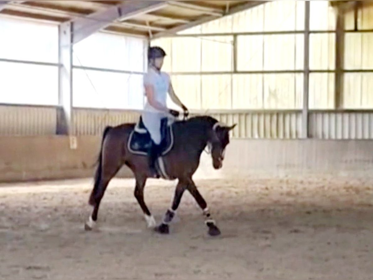Deutsches Reitpony Wallach 11 Jahre 148 cm Brauner in Winsen (Aller)