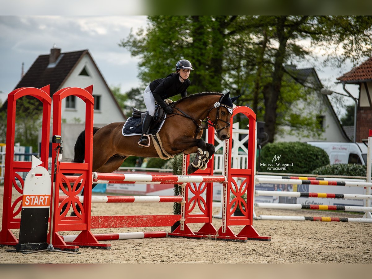 Deutsches Reitpony Wallach 11 Jahre 148 cm Brauner in Wedemark