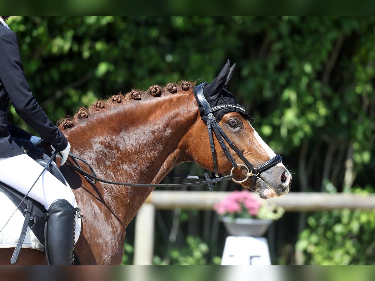 Deutsches Reitpony Wallach 11 Jahre 148 cm Dunkelfuchs in Baldham