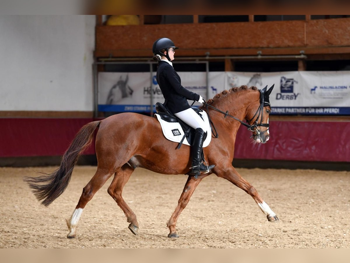 Deutsches Reitpony Wallach 11 Jahre 148 cm Dunkelfuchs in Baldham