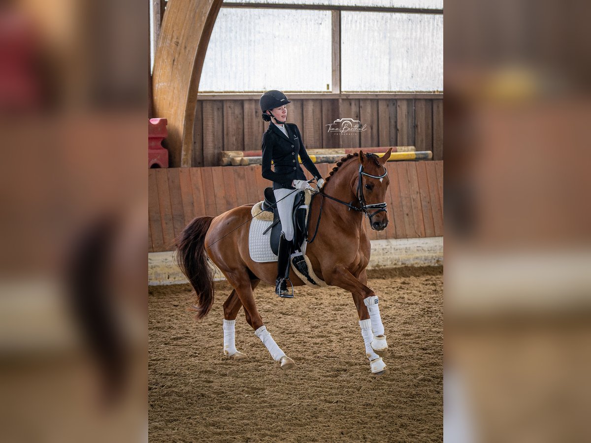 Deutsches Reitpony Wallach 11 Jahre 148 cm Fuchs in Ratingen