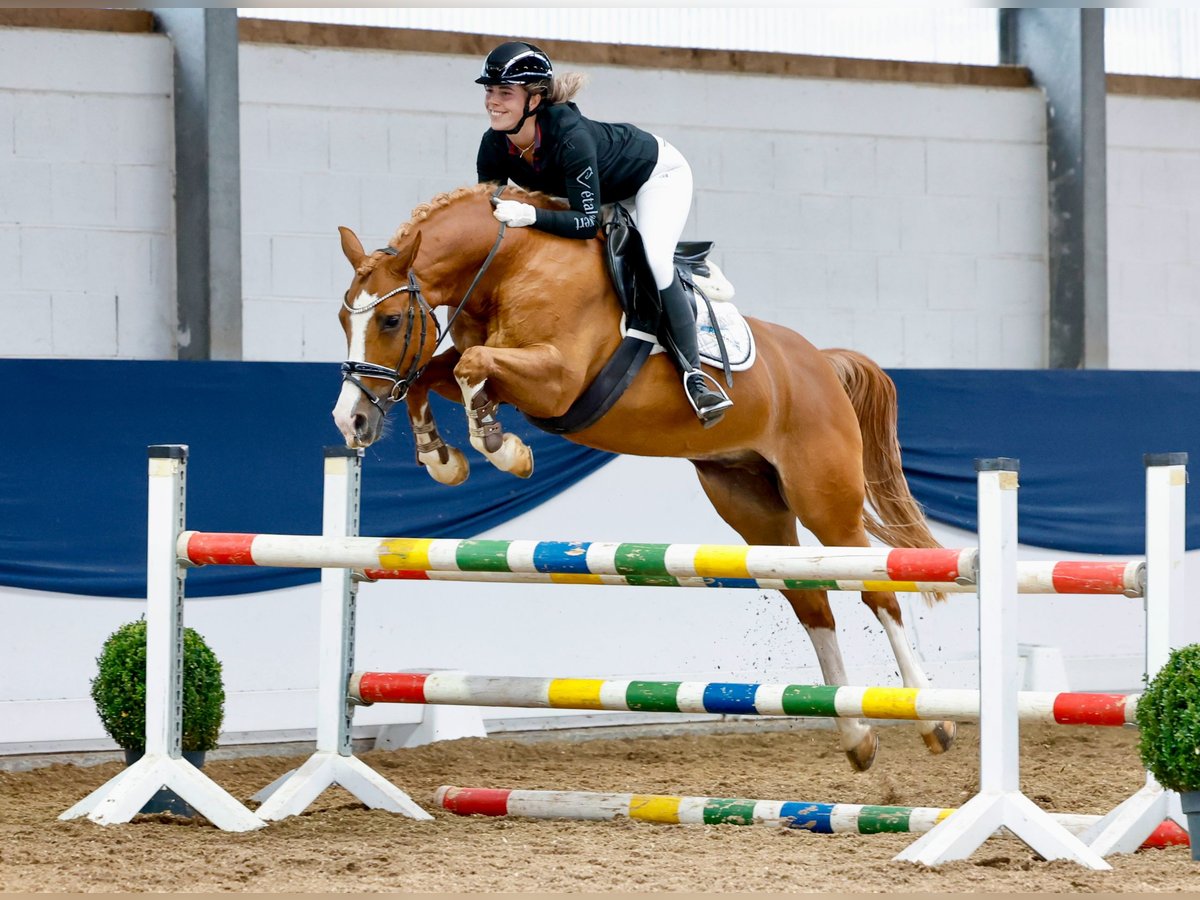 Deutsches Reitpony Wallach 11 Jahre 148 cm Fuchs in Marsberg