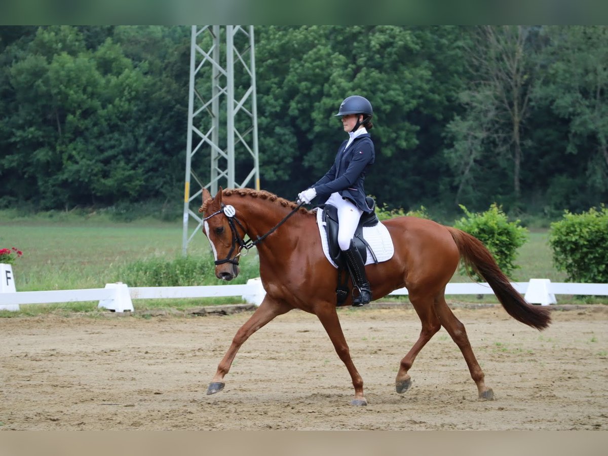 Deutsches Reitpony Wallach 11 Jahre 148 cm Fuchs in Viersen