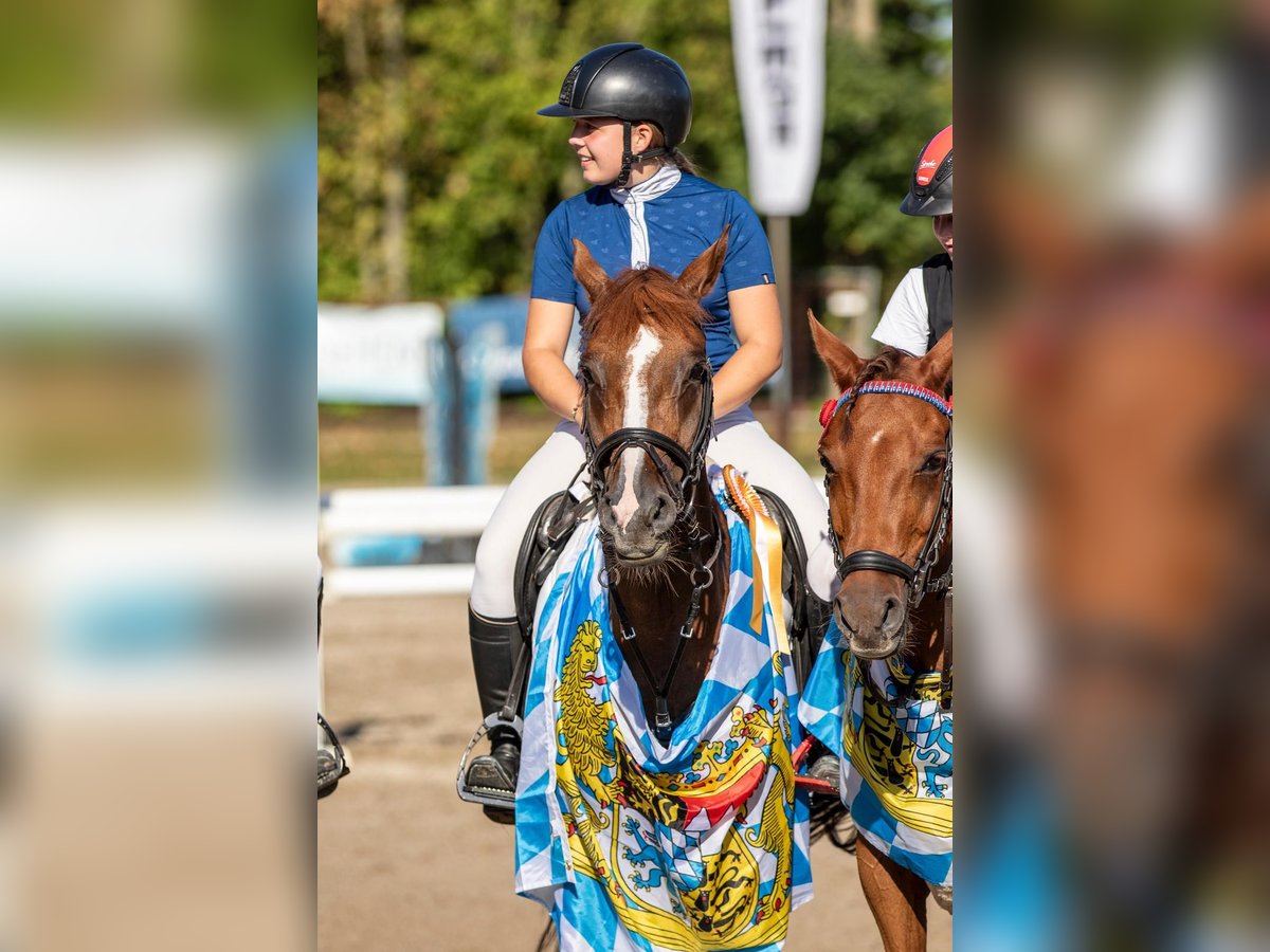 Deutsches Reitpony Wallach 11 Jahre 148 cm Fuchs in Burgkunstadt