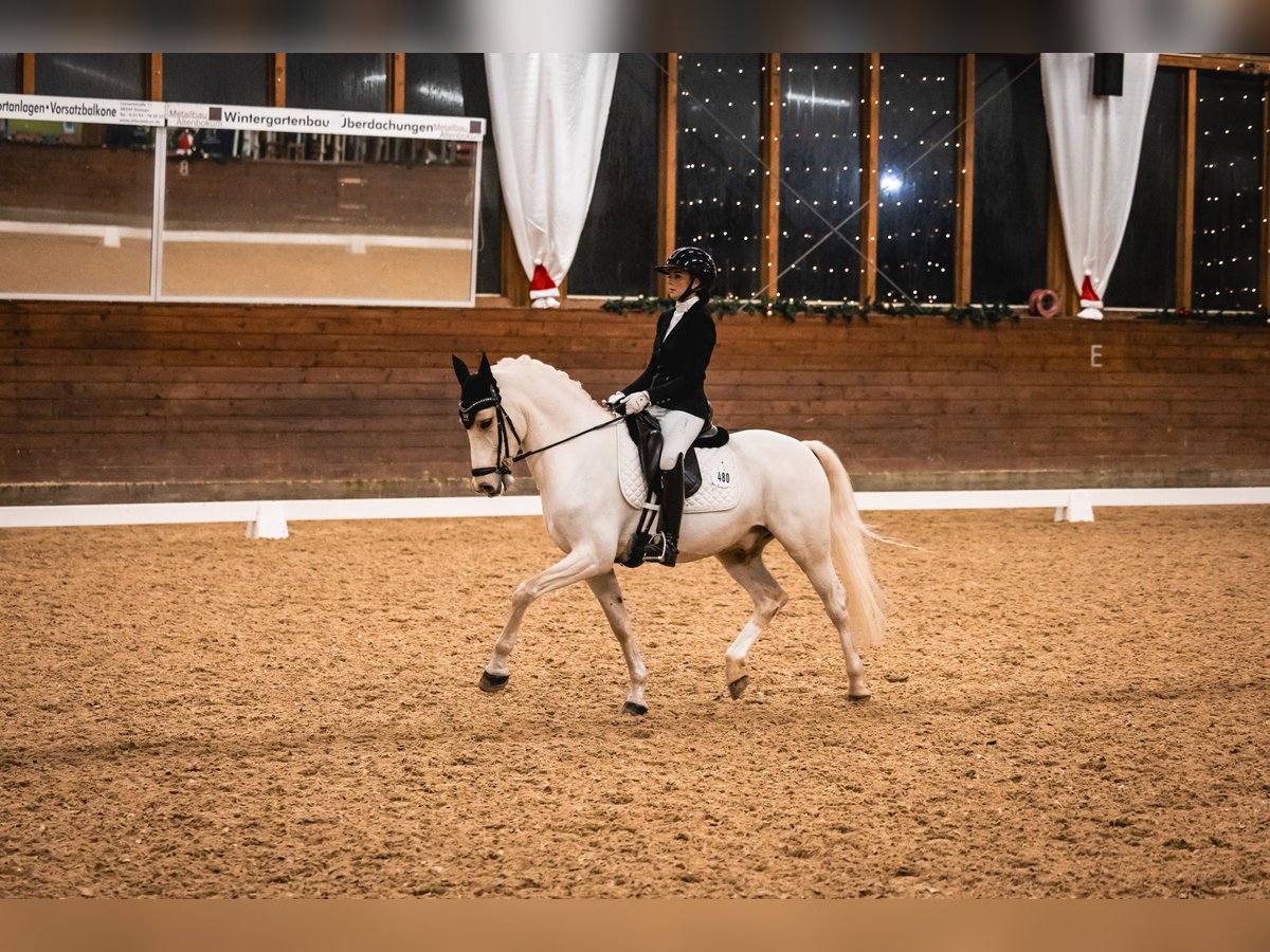 Deutsches Reitpony Wallach 11 Jahre 148 cm Palomino in Münster