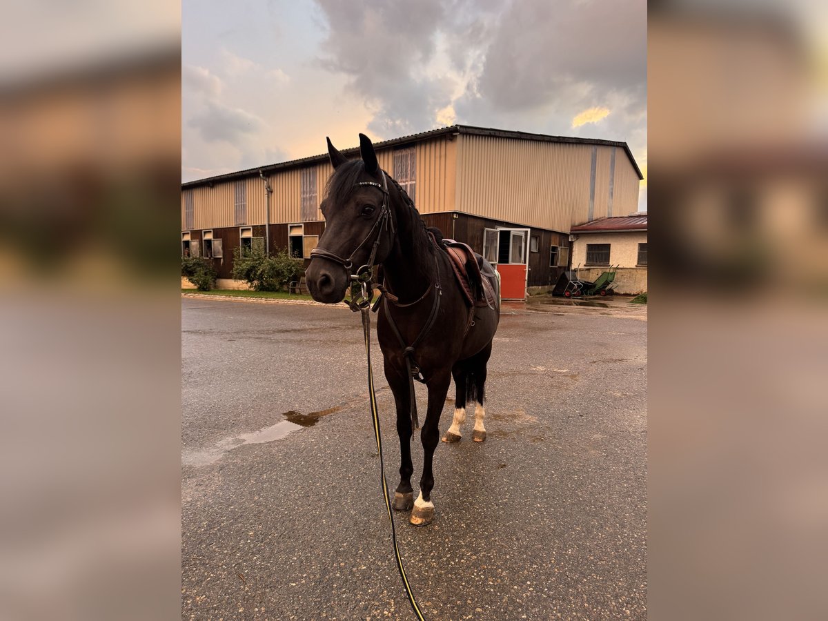 Deutsches Reitpony Wallach 11 Jahre 148 cm Rappe in R&#xF6;merstein