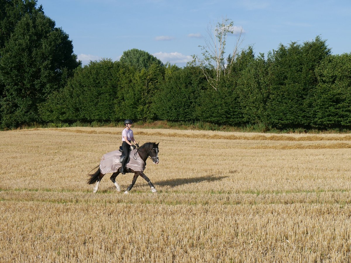 Deutsches Reitpony Wallach 11 Jahre 149 cm in Trittau Deutsches Reitpony Wallach 11 Jahre 149 cm in Trittau