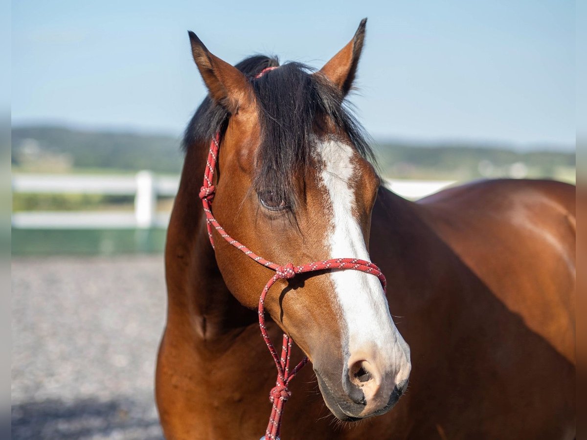 Deutsches Reitpony Wallach 11 Jahre 150 cm Brauner in Asbach (Westerwald)