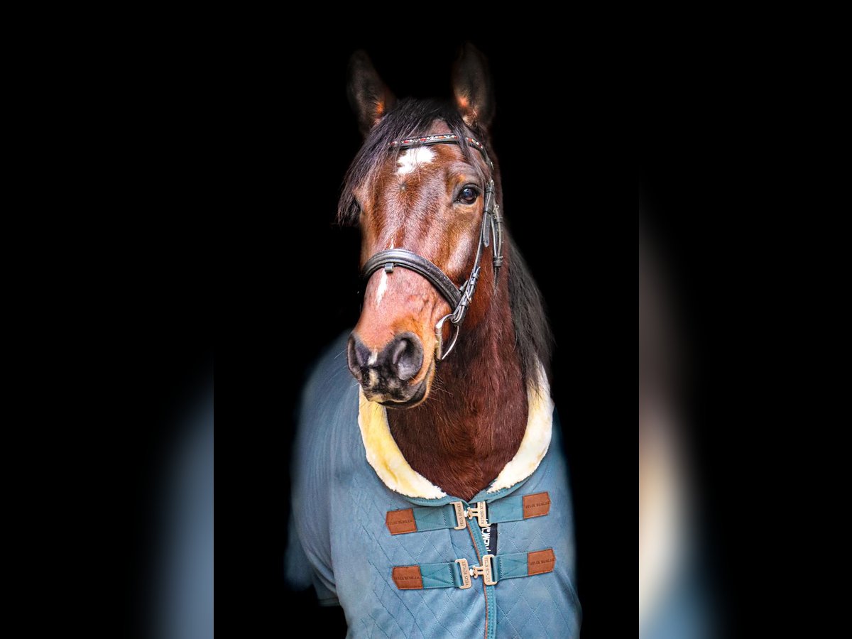 Deutsches Reitpony Mix Wallach 11 Jahre 150 cm Brauner in Gem&#xFC;nden am Main