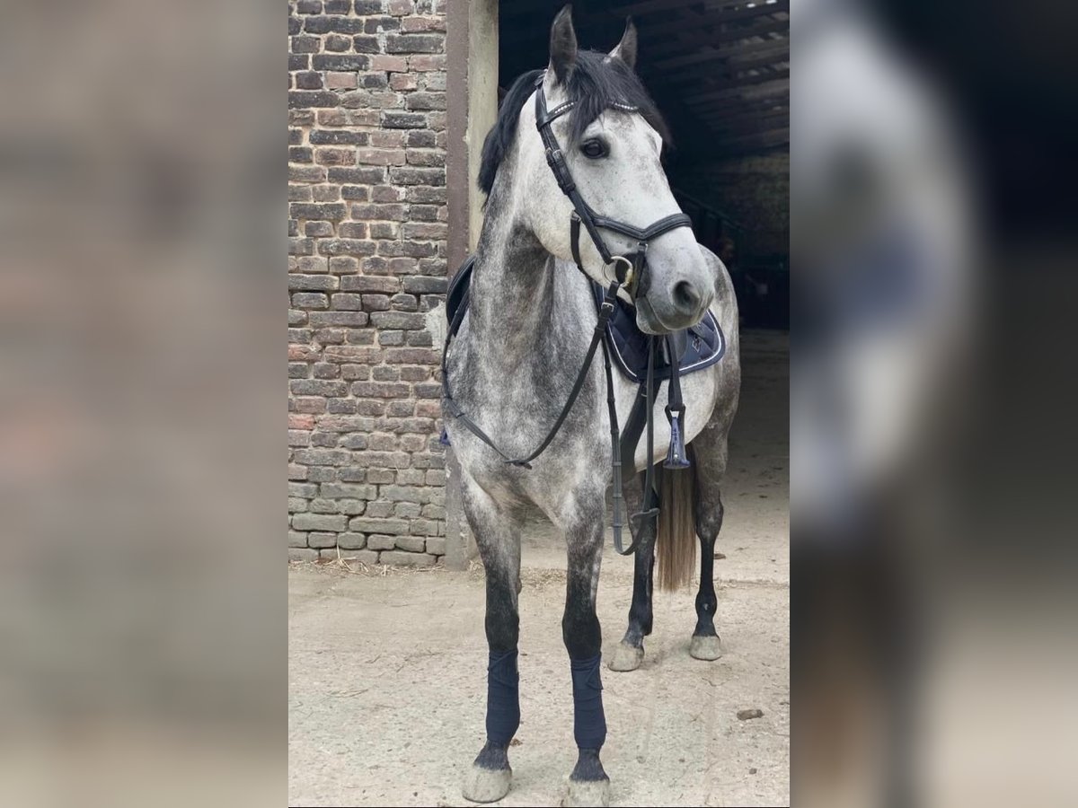 Deutsches Reitpony Wallach 11 Jahre 151 cm Apfelschimmel in Ratingen
