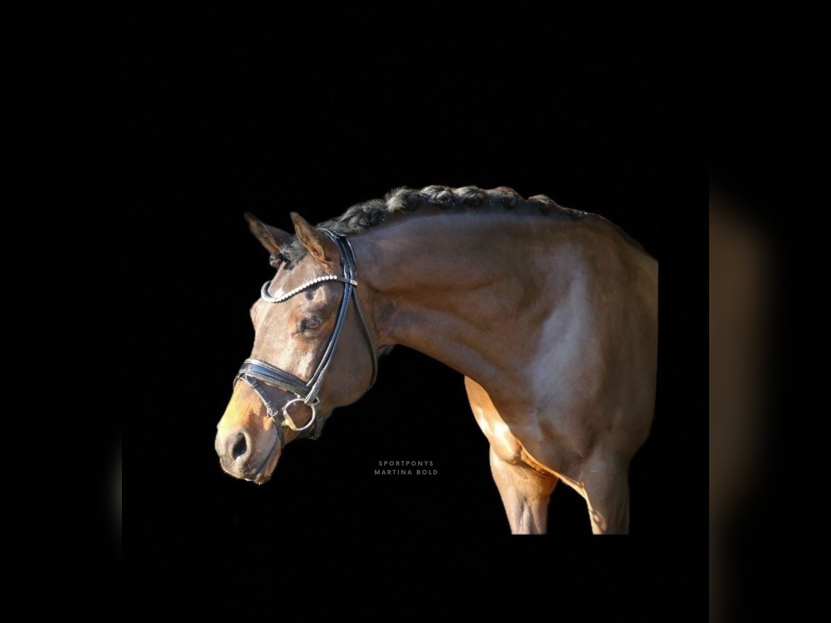 Deutsches Reitpony Wallach 11 Jahre 151 cm Brauner in Recke, bei Osnabrück