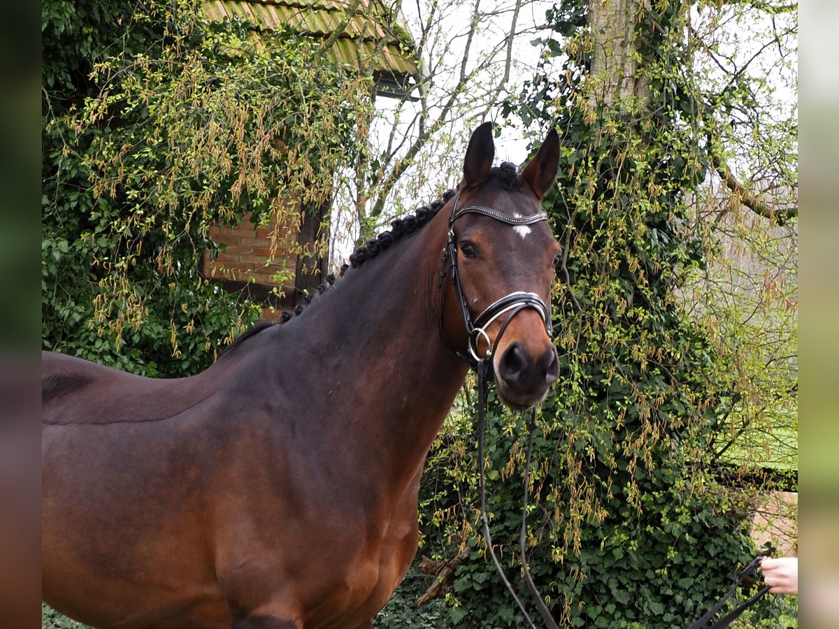 Deutsches Reitpony Wallach 11 Jahre 153 cm Brauner in Bersenbr&#xFC;ck