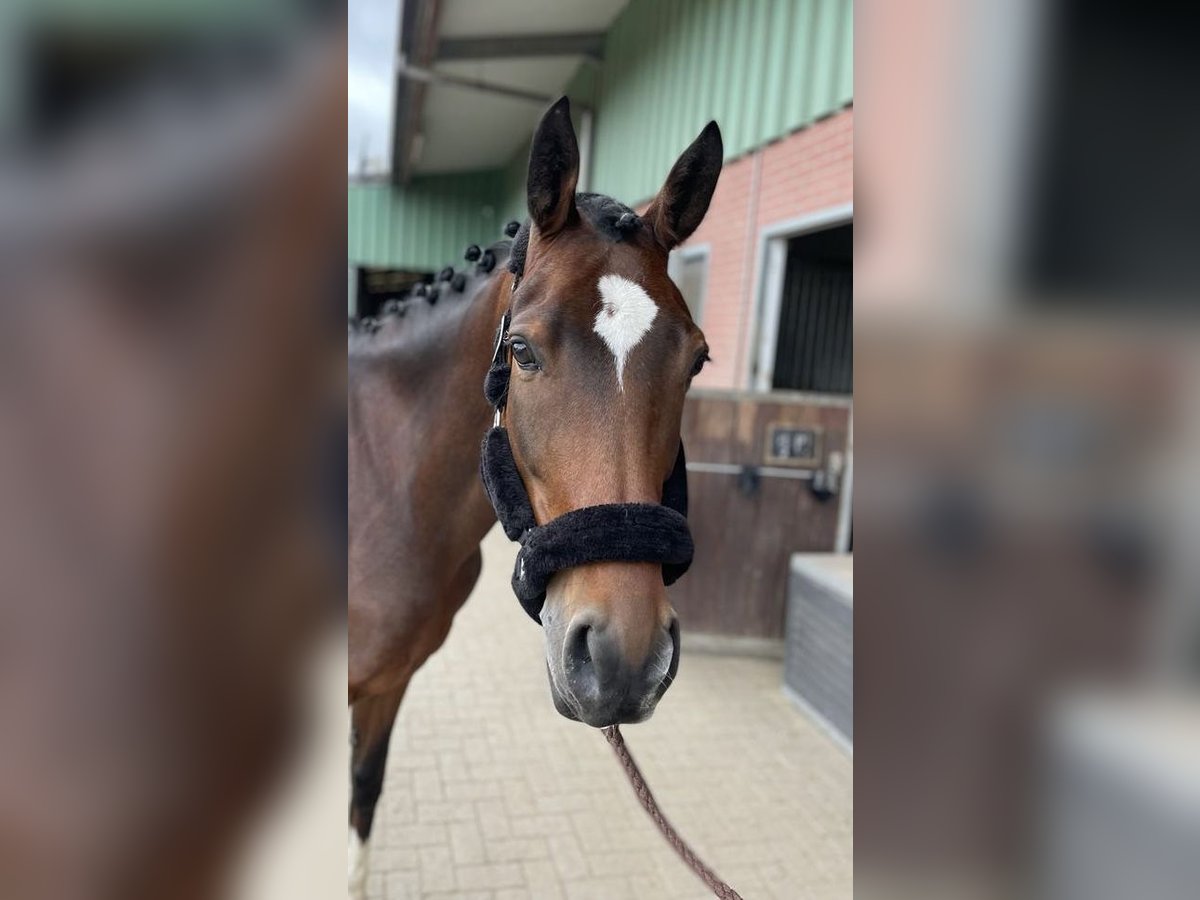 Deutsches Reitpony Wallach 11 Jahre 153 cm Brauner in Zweibr&#xFC;cken