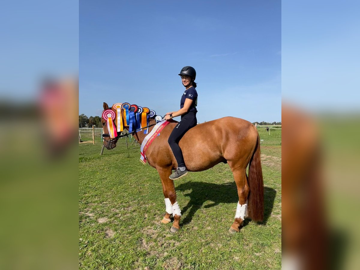 Deutsches Reitpony Wallach 11 Jahre 156 cm Fuchs in Mönchengladbach