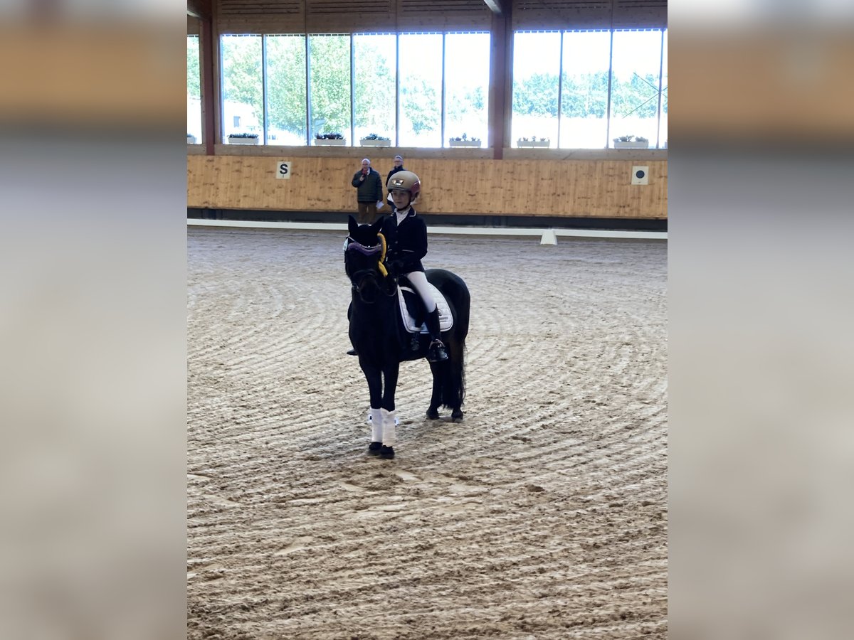 Deutsches Reitpony Mix Wallach 12 Jahre 128 cm Schwarzbrauner in Wagh&#xE4;usel