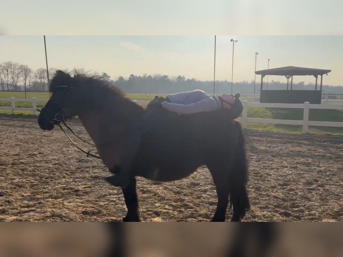 Deutsches Reitpony Wallach 12 Jahre 135 cm Rappe in Bremervörde