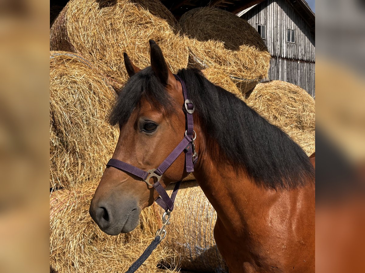 Deutsches Reitpony Mix Wallach 12 Jahre 140 cm Brauner in Pramet