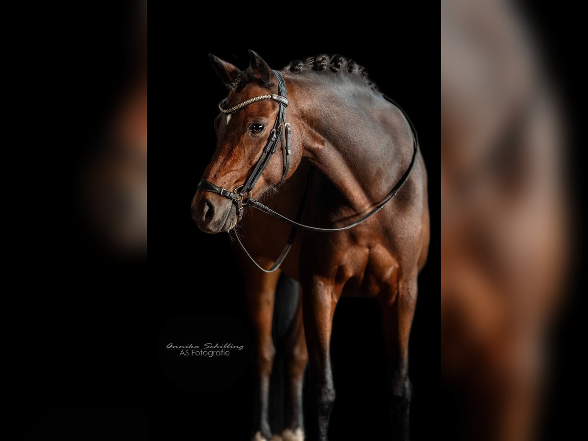 Deutsches Reitpony Wallach 12 Jahre 140 cm Dunkelbrauner in HerrenbergHerrenberg