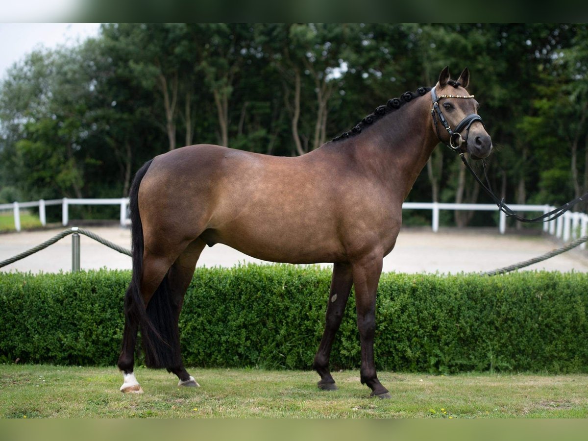 Deutsches Reitpony Wallach 12 Jahre 142 cm Buckskin in Paderborn