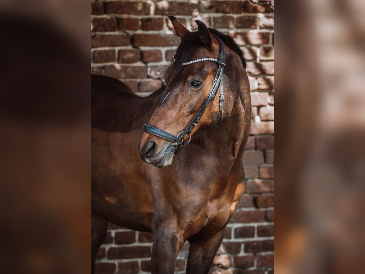 Deutsches Reitpony Wallach 12 Jahre 143 cm in Goch