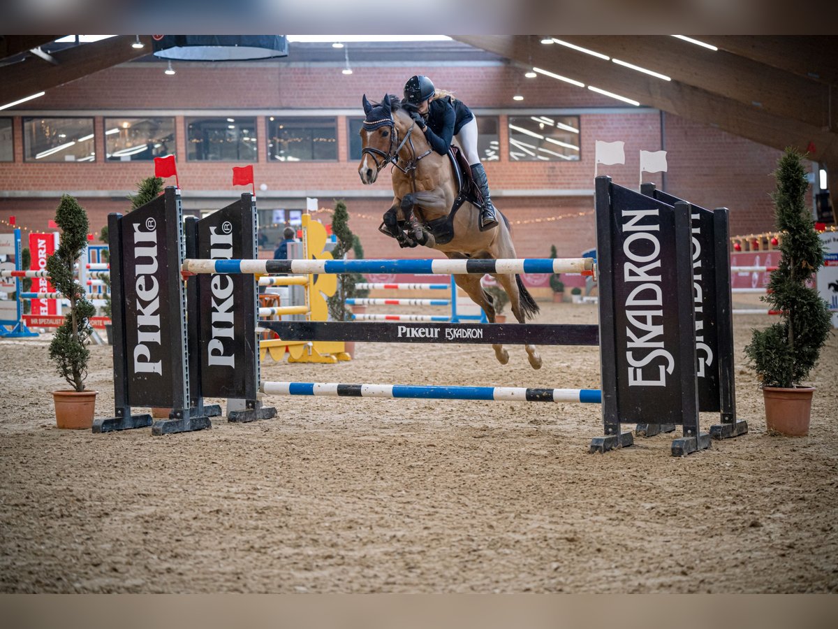 Deutsches Reitpony Wallach 12 Jahre 144 cm Brauner in Bremerv&#xF6;rde