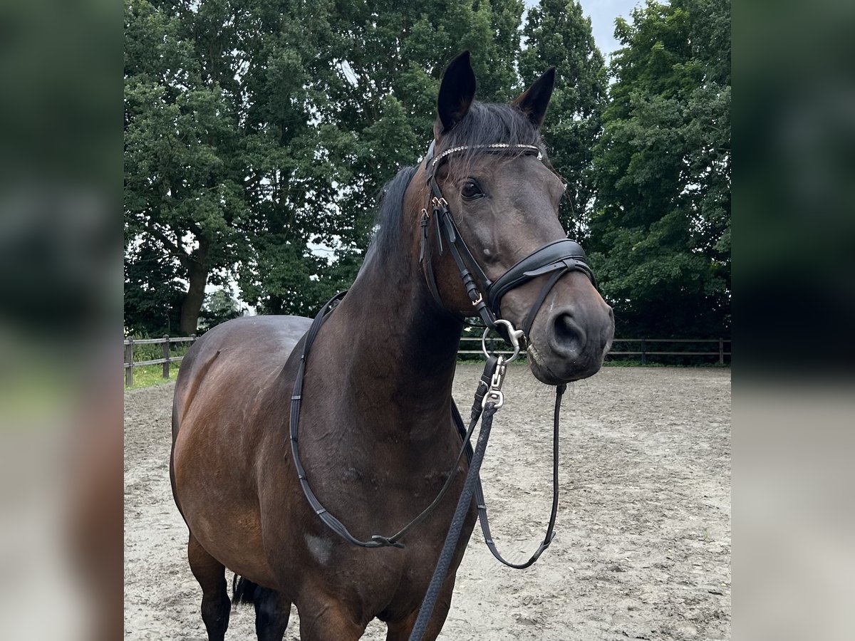 Deutsches Reitpony Wallach 12 Jahre 144 cm Dunkelbrauner in Engelbrechtsche Wildnis