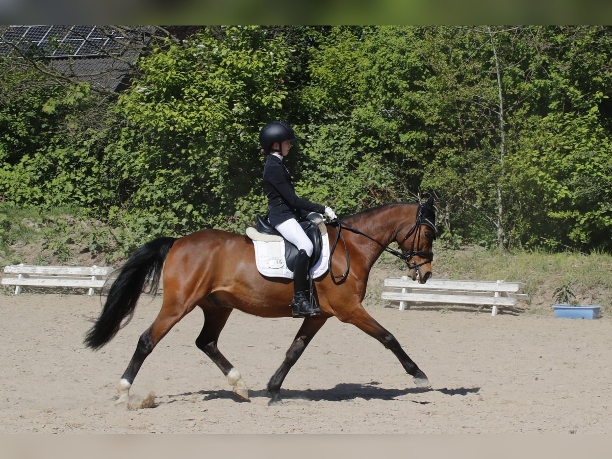 Deutsches Reitpony Wallach 12 Jahre 145 cm Brauner in Bruchhausen-Vilsen-Vilsen