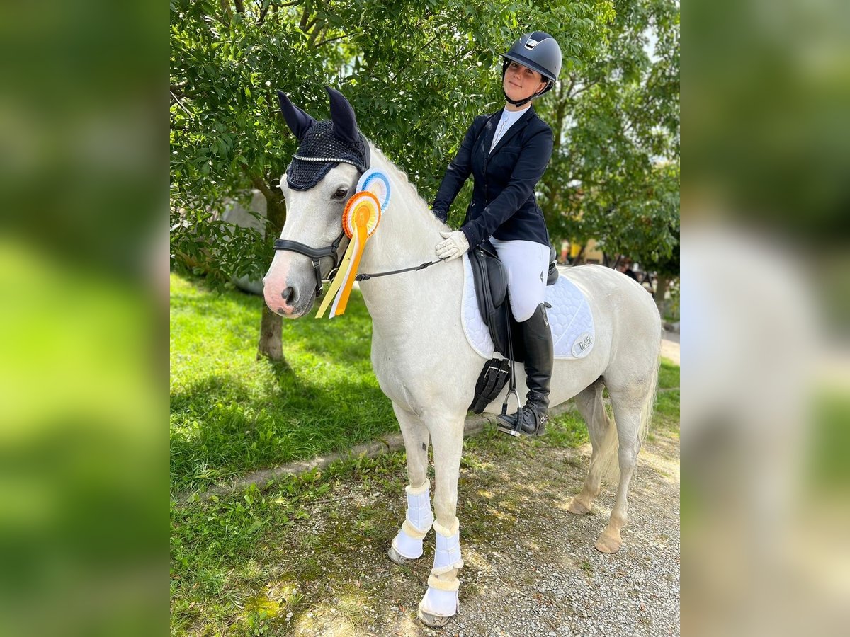 Deutsches Reitpony Wallach 12 Jahre 145 cm Schimmel in M&#xFC;hlhausen