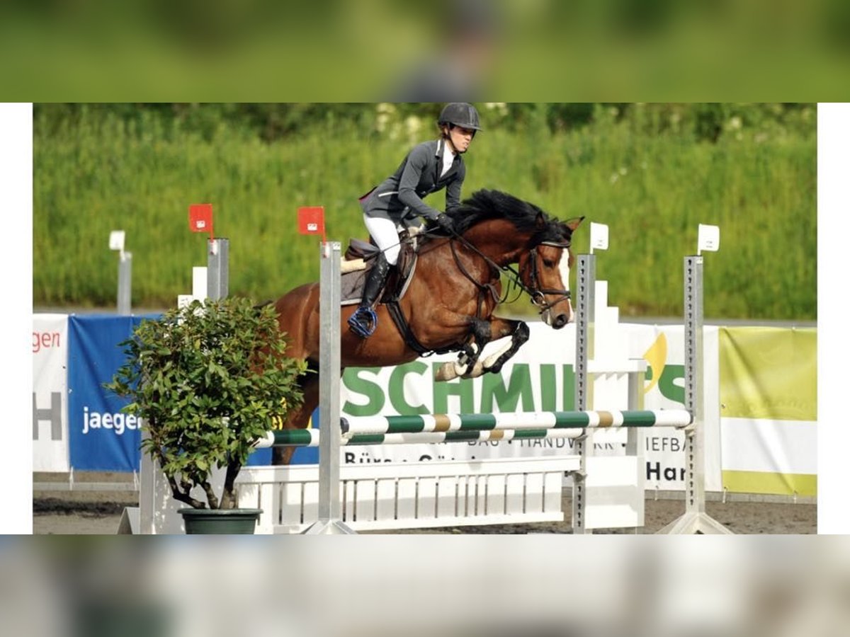 Deutsches Reitpony Wallach 12 Jahre 145 cm in Imst