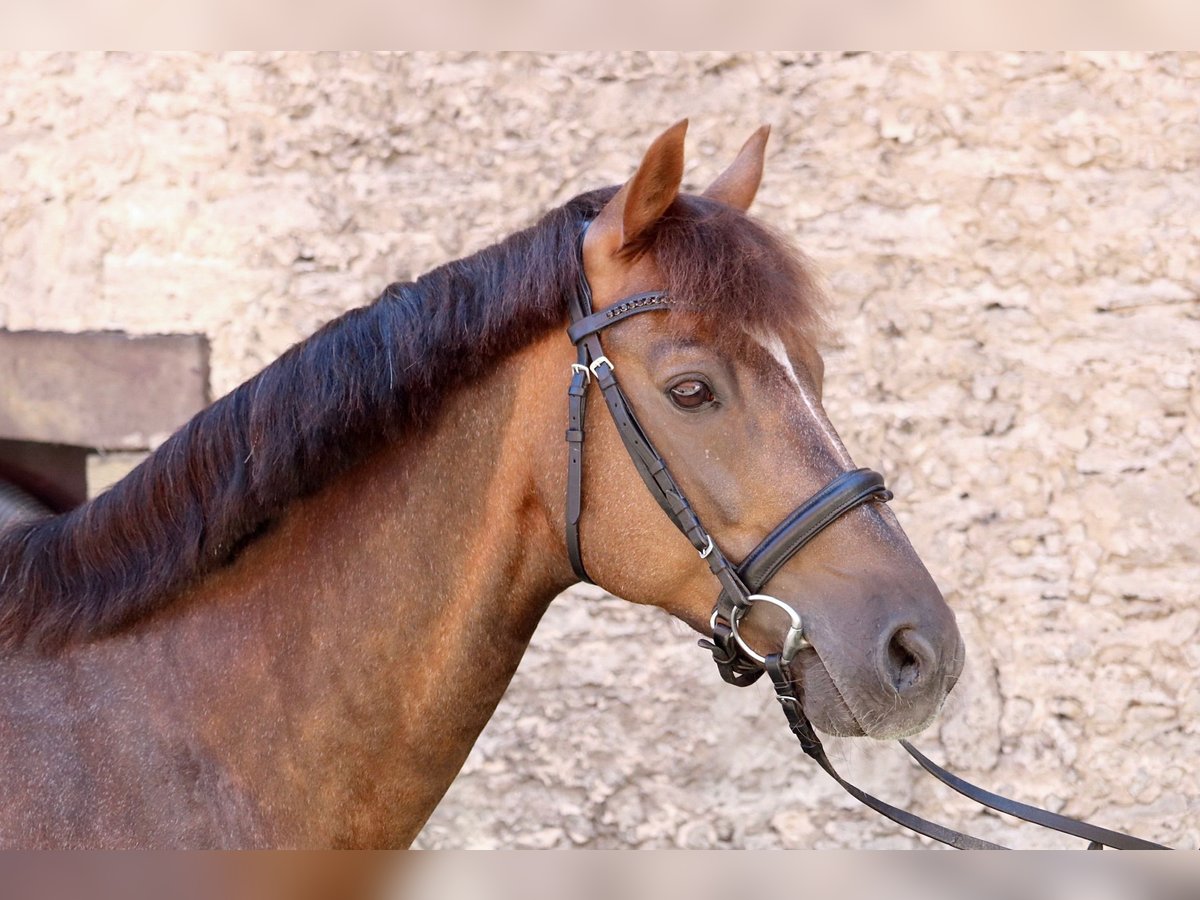 Deutsches Reitpony Wallach 12 Jahre 146 cm Dunkelfuchs in Glandorf