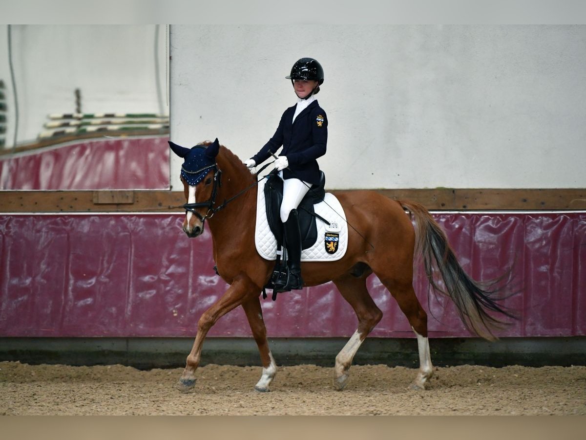 Deutsches Reitpony Wallach 12 Jahre 146 cm Fuchs in Vierkirchen