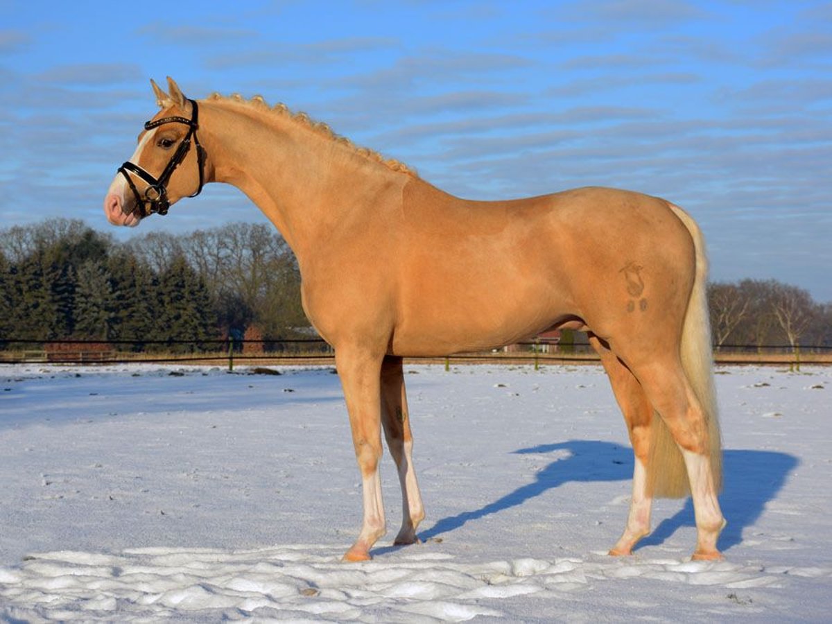 Deutsches Reitpony Wallach 12 Jahre 147 cm Palomino in Skårup
