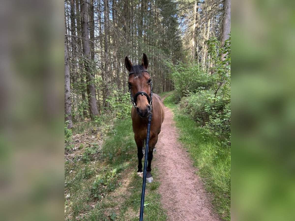 Deutsches Reitpony Wallach 12 Jahre 148 cm Brauner in Dillenburg