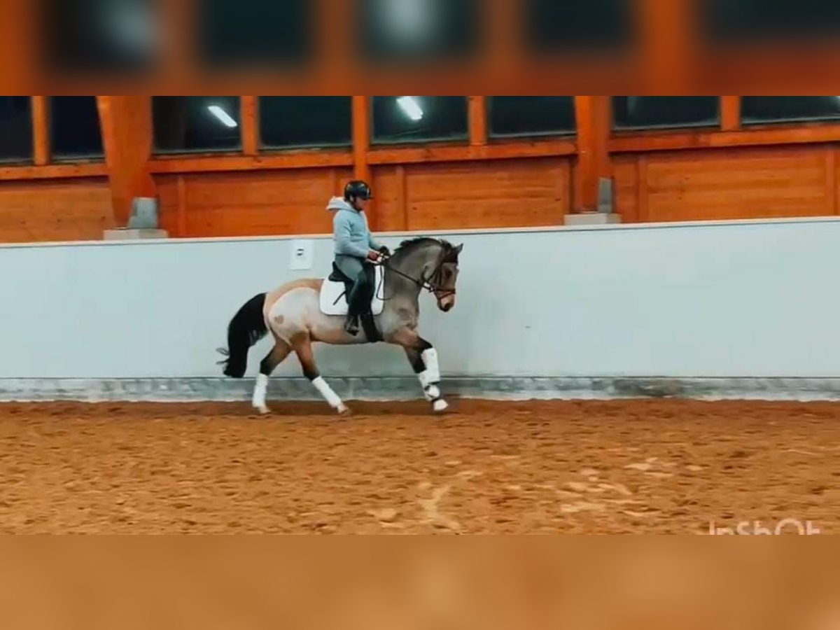 Deutsches Reitpony Wallach 12 Jahre 148 cm Buckskin in Buchholz in der Nordheide
