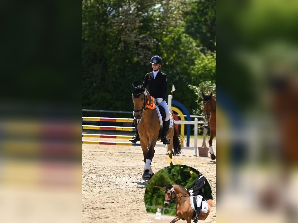 Deutsches Reitpony Wallach 12 Jahre 148 cm Falbe in Nieder-Olm