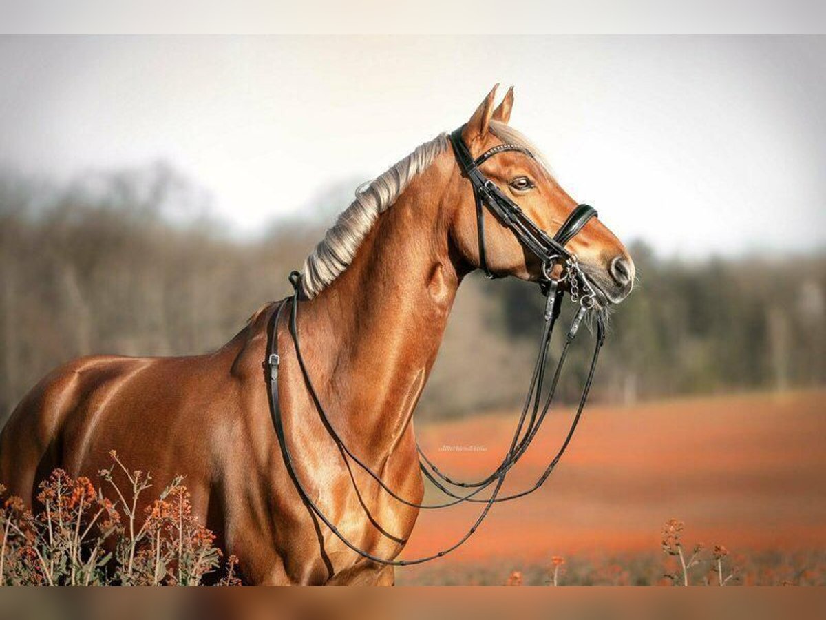 Deutsches Reitpony Wallach 12 Jahre 148 cm Fuchs in Bad Nauheim