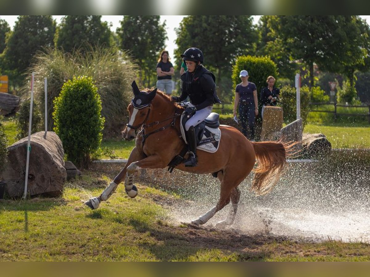 Deutsches Reitpony Wallach 12 Jahre 148 cm Fuchs in Vreden