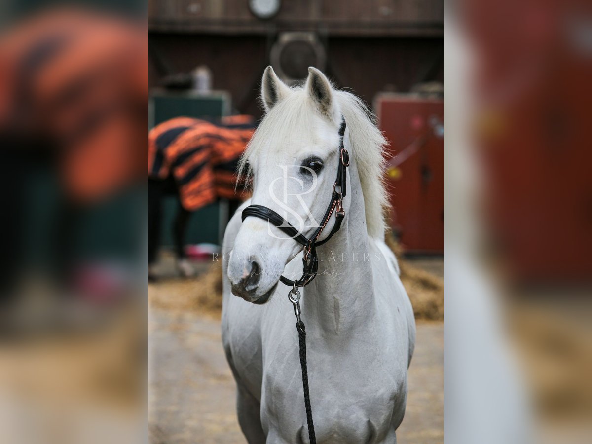 Deutsches Reitpony Wallach 12 Jahre 148 cm Rappschimmel in Iserlohn