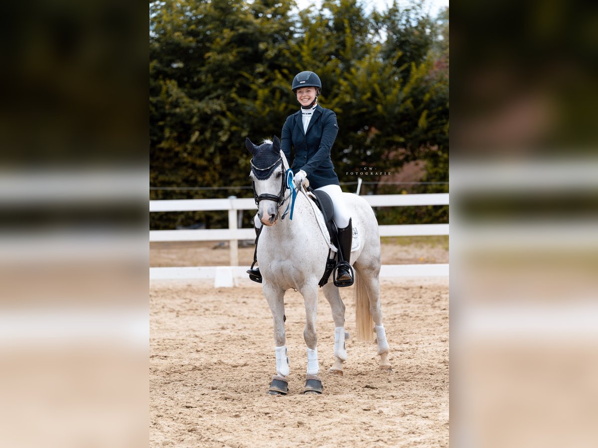 Deutsches Reitpony Wallach 12 Jahre 148 cm Schimmel in Salzgitter