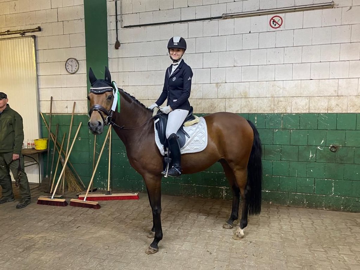 Deutsches Reitpony Wallach 12 Jahre 152 cm Brauner in B&#xF6;sel