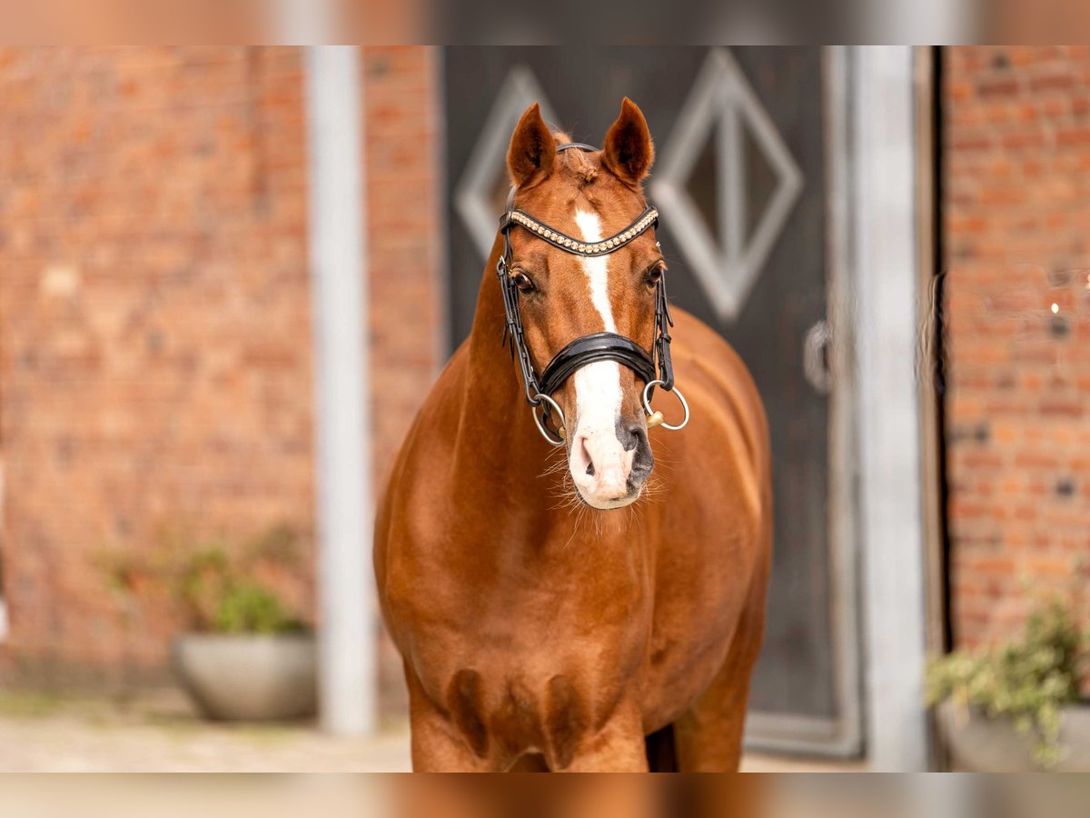 Deutsches Reitpony Wallach 12 Jahre 152 cm Dunkelfuchs in Berlin