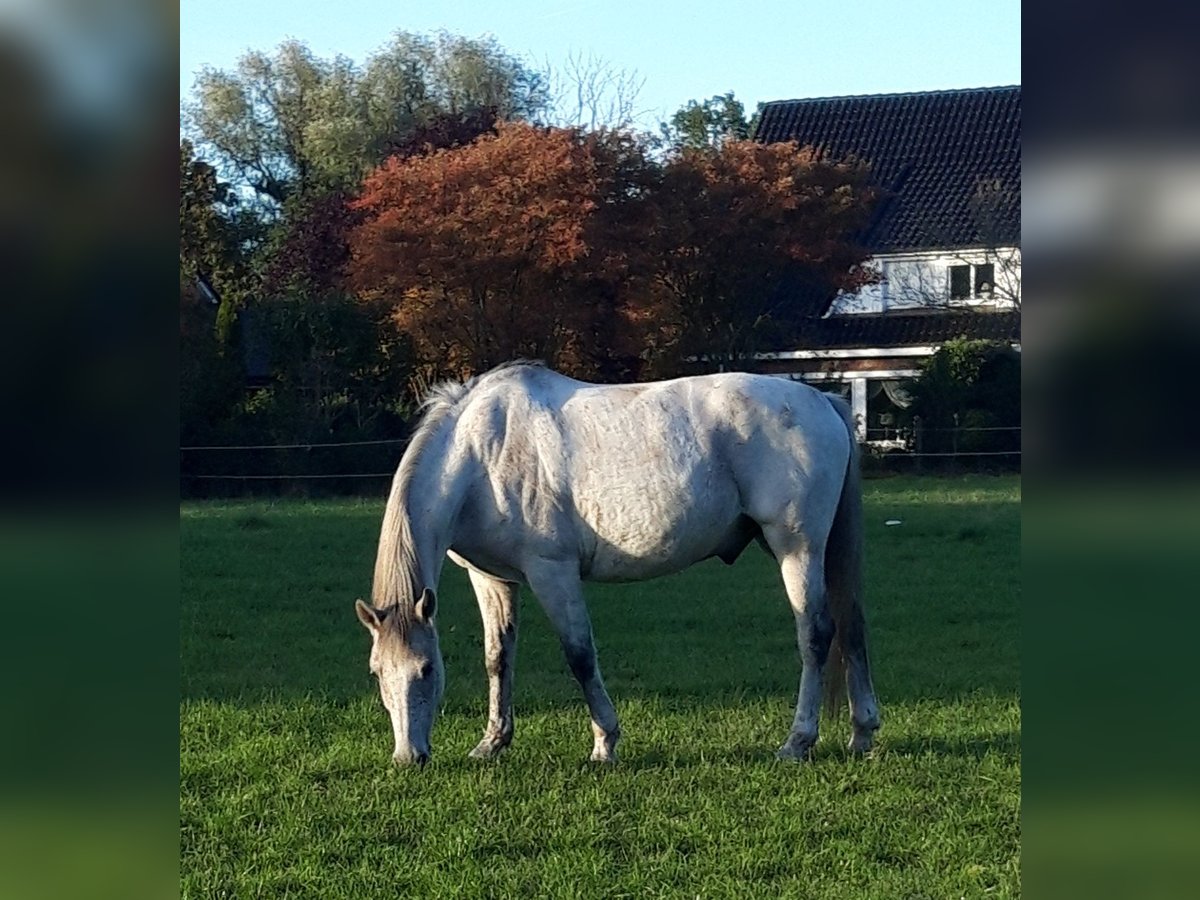 Deutsches Reitpony Wallach 12 Jahre 152 cm Fliegenschimmel in Schwanewede