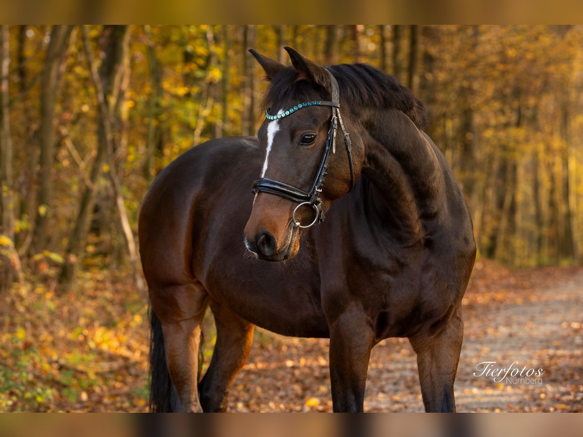 Deutsches Reitpony Wallach 12 Jahre 156 cm Brauner in Litzendorf